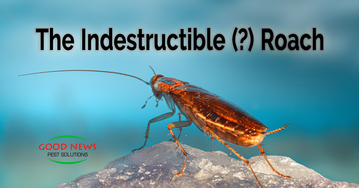 Cotta Roch Bug The Indestructible (?) Roach