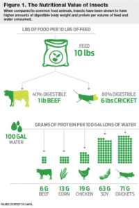 This infographic details the nutritional value of insects compared to common food animals