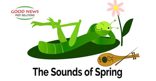 Spring Noises The Sounds of Spring