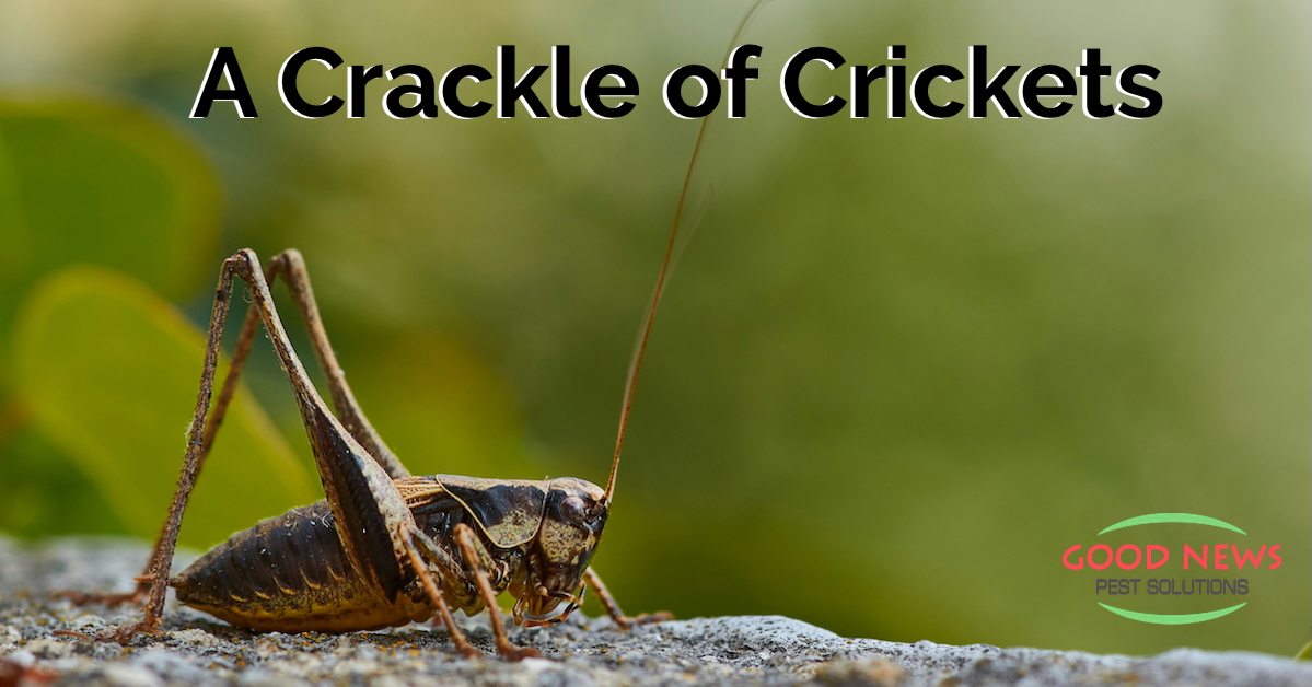 A Crackle of Crickets