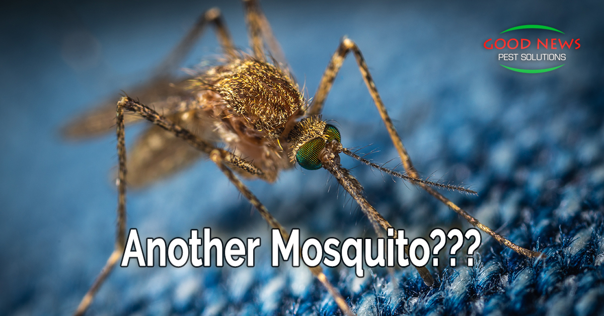Another Mosquito???
