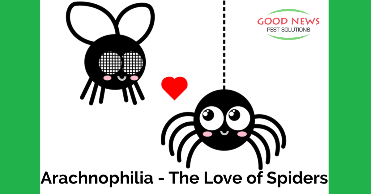 Arachnophilia - The Love of Spiders