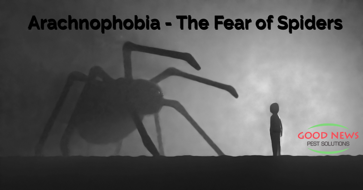 Arachnophobia - The Fear of Spiders