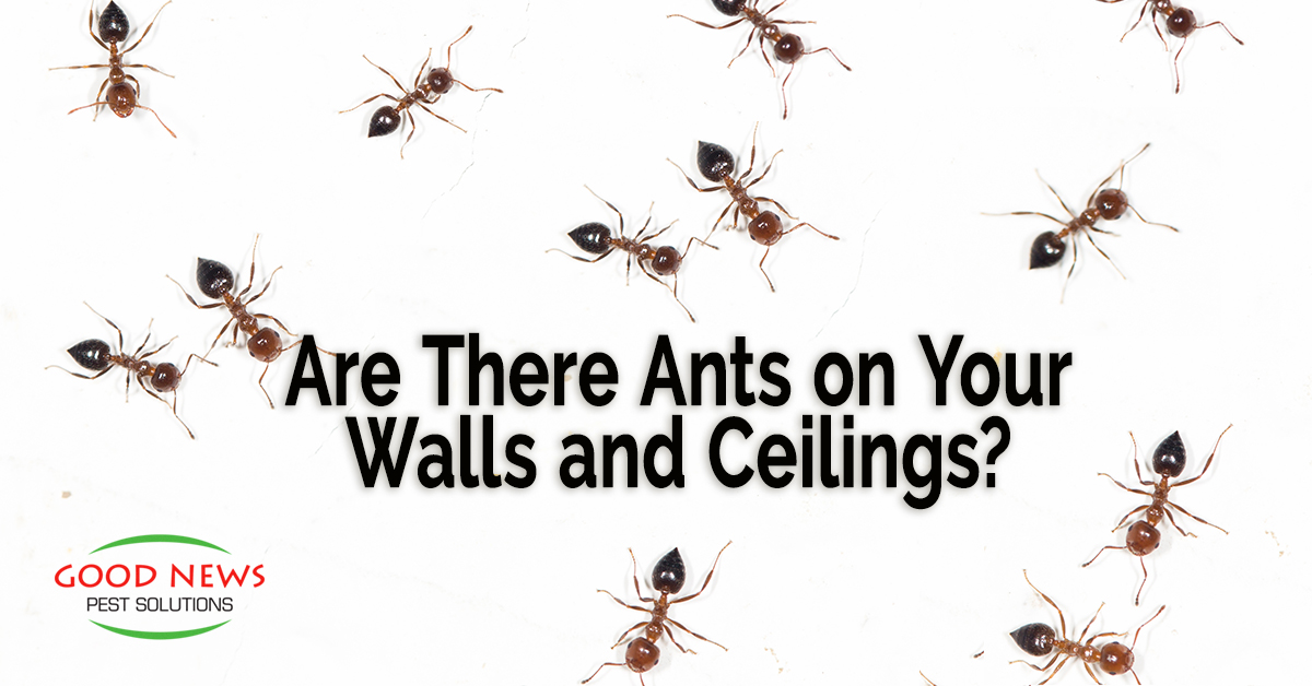 Are There Ants on Your Walls and Ceilings?