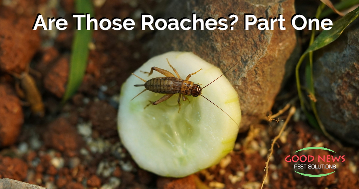 Are Those Roaches? Part One