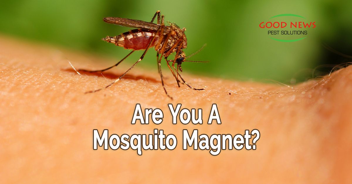 Are You A Mosquito Magnet?