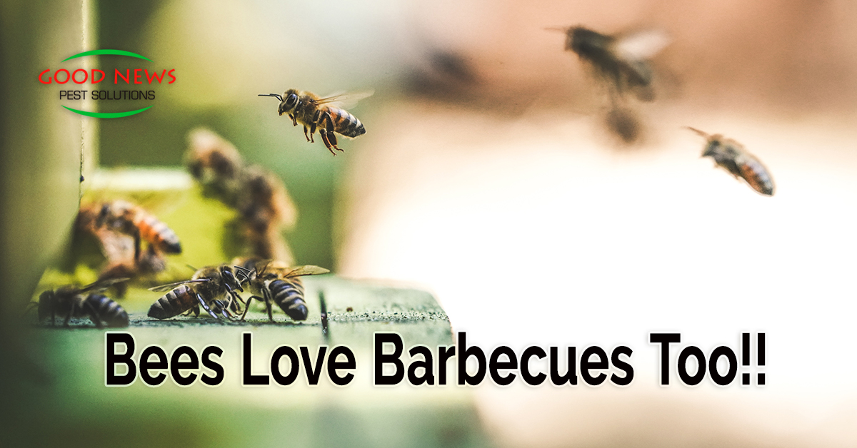 Bees Love Barbecues Too!!!