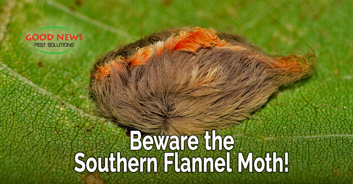 Beware the Southern Flannel Moth!