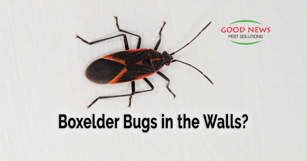 Boxelder Bugs in the Walls? Pest Control in Venice, FL Good News