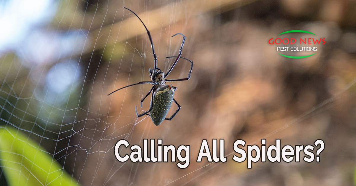 Calling All Spiders?