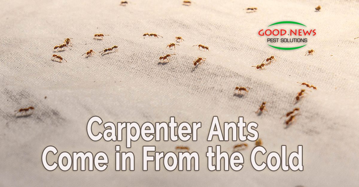 Carpenter Ants Come in From the Cold