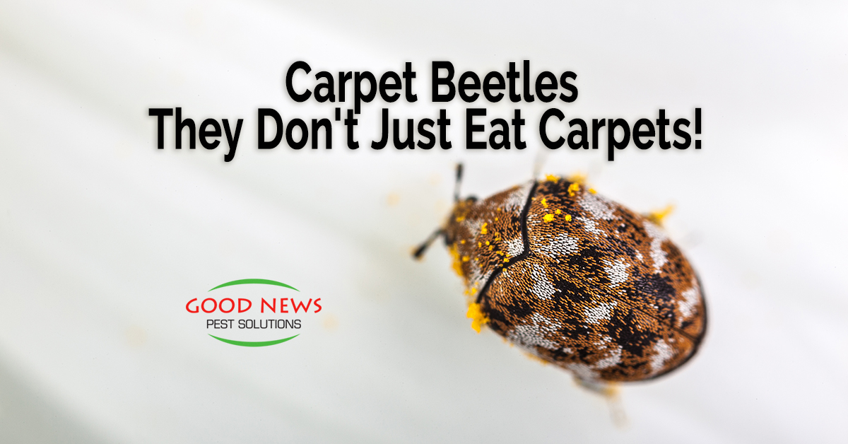 Carpet Beetles - They Don't Just Eat Carpets!