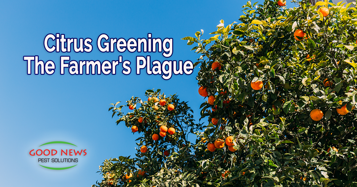 Citrus Greening The Farmer's Plague Pest Control in Venice, FL