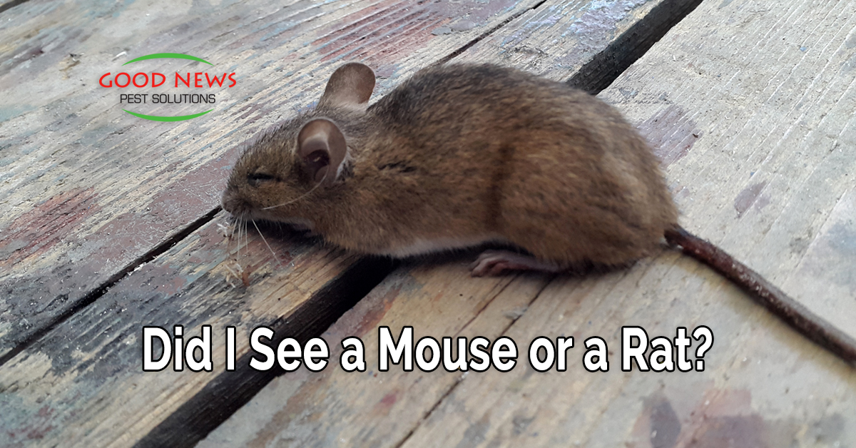 Did I See a Mouse or a Rat?