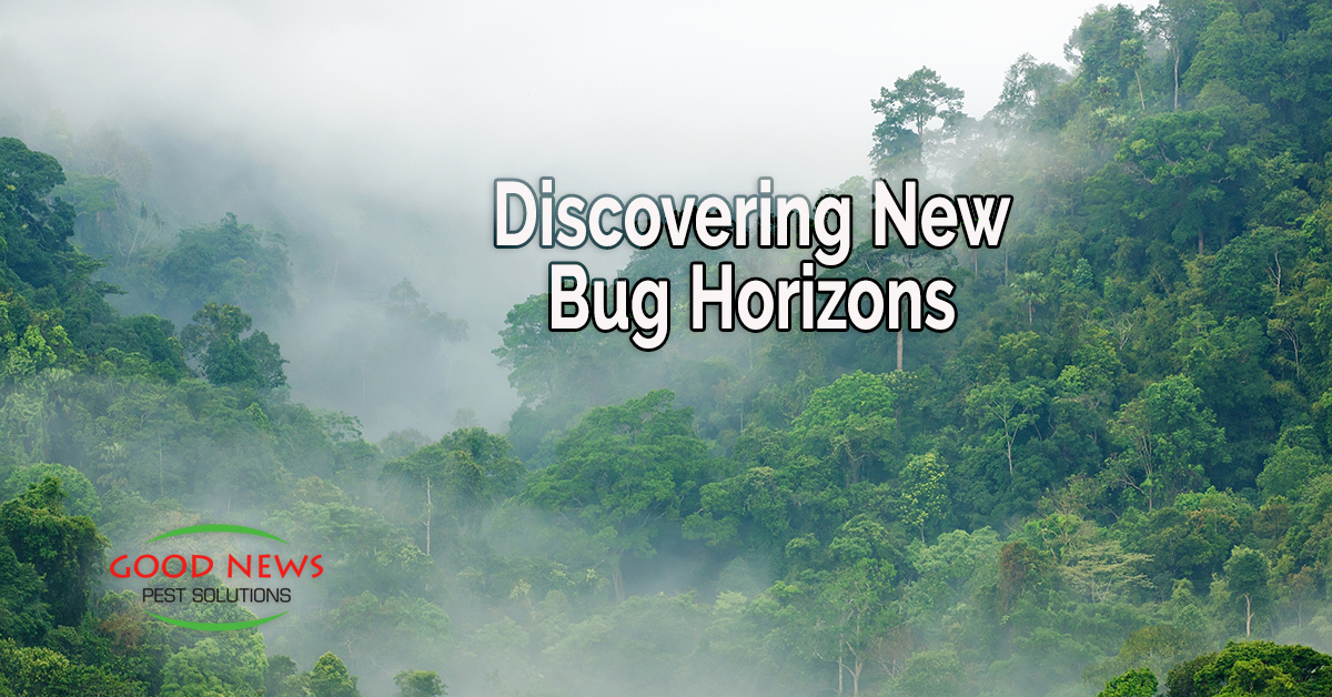Discovering New Bug Horizons