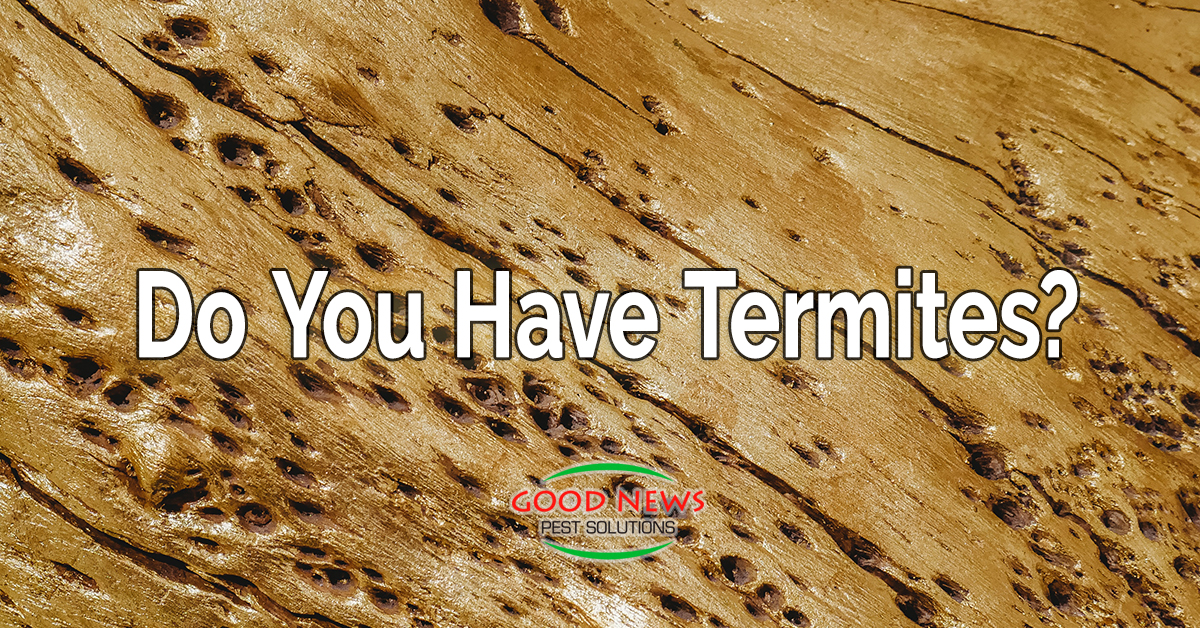 Do You Have Termites?