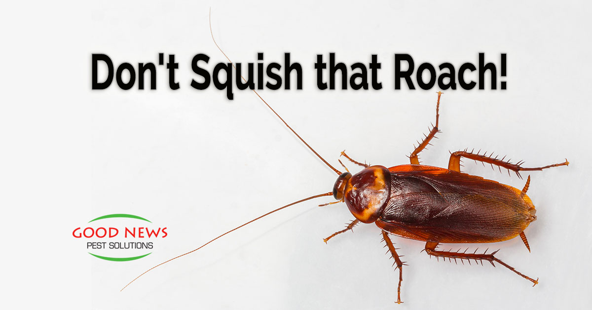 Don't Squish That Roach!