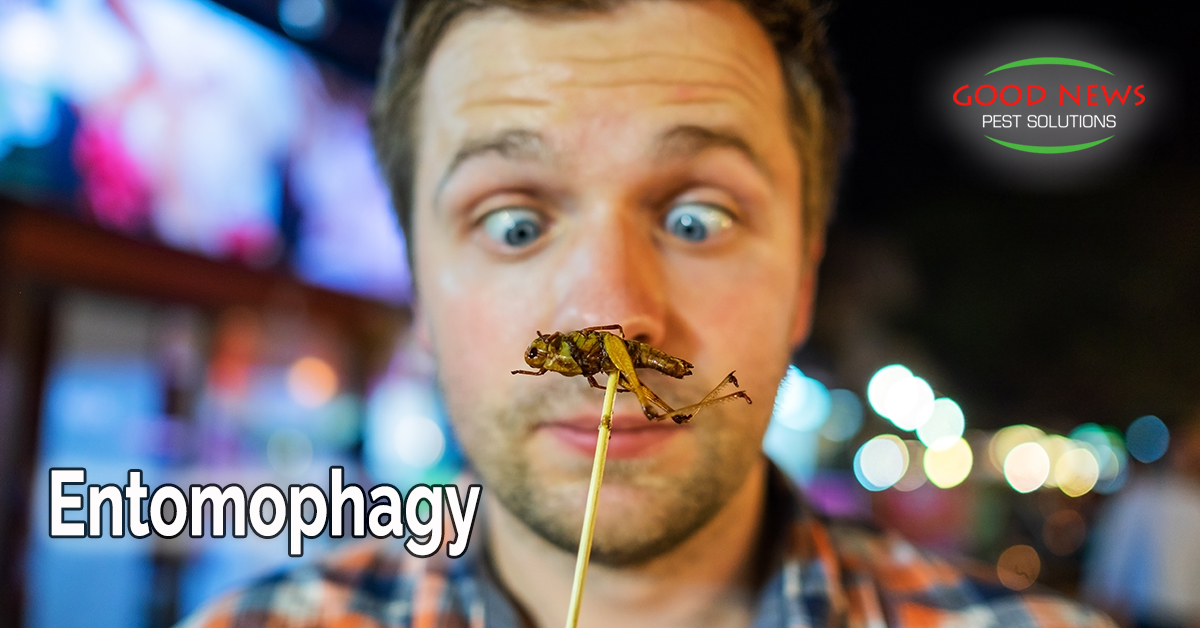 Entomophagy