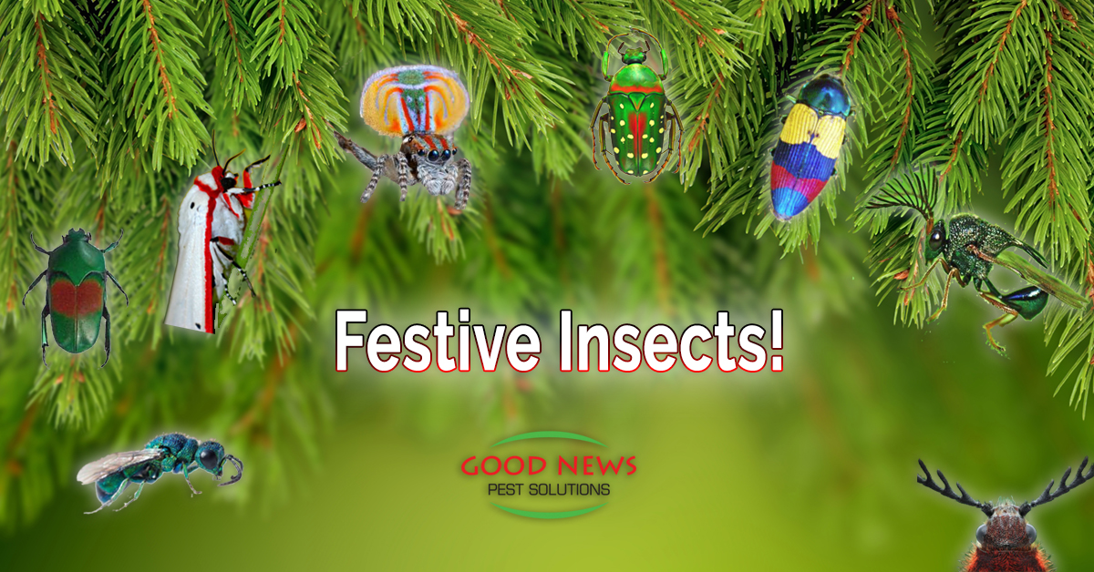 Festive Insects!