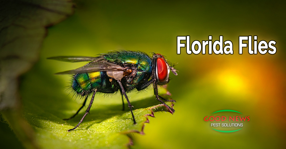 Florida Flies: Part 1