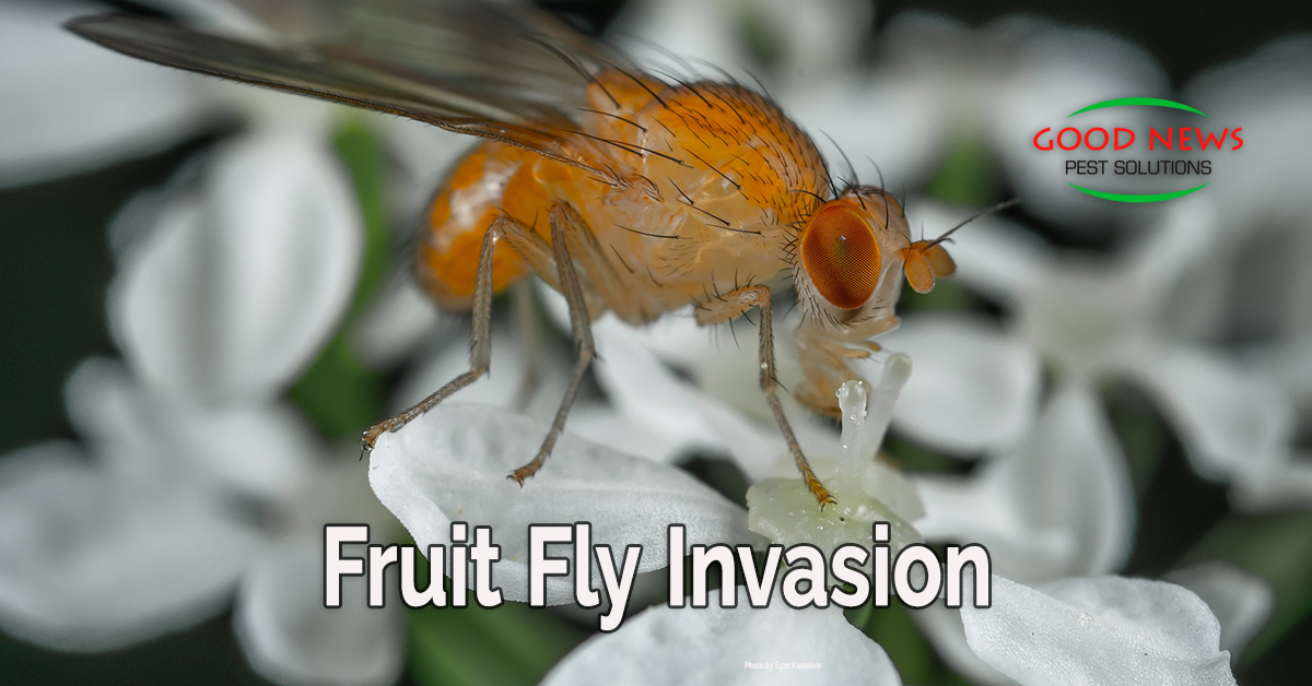 Fruit Fly Invasion
