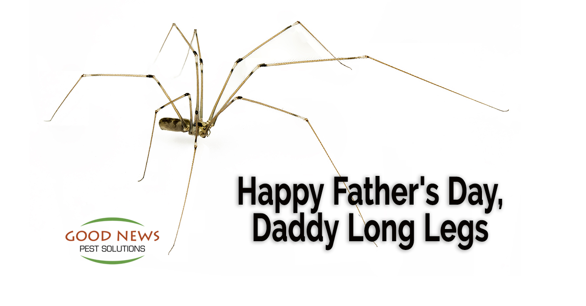 Happy Father's Day, Daddy Long Legs