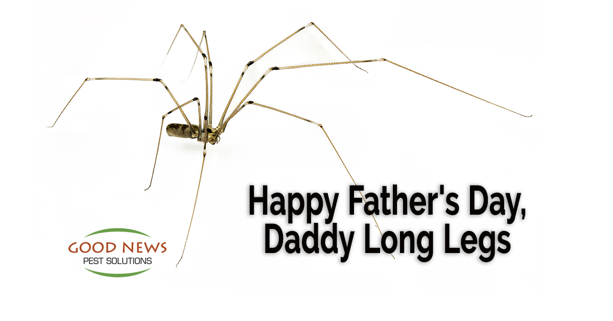 Not all Daddy-Long-Legs are Spiders! - Good News Pest Solutions