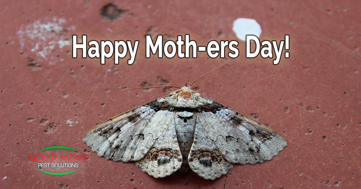 Happy Moth-ers Day!