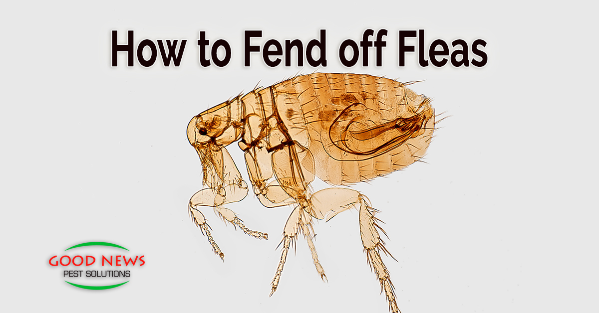 How to Fend off Fleas