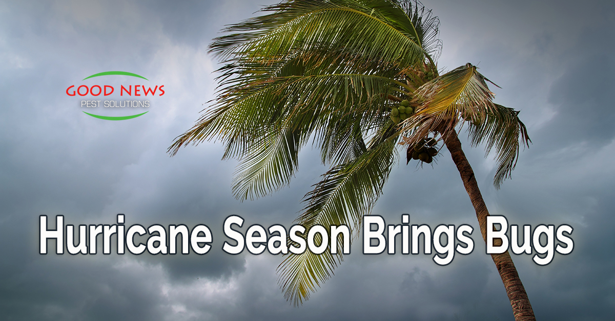 Hurricane Season Brings Bugs