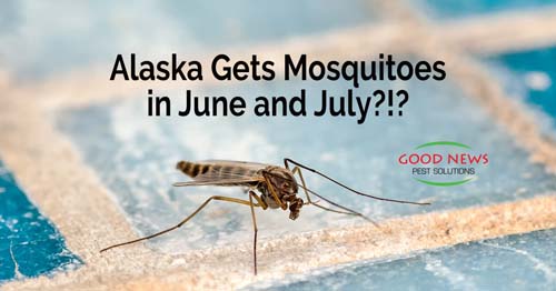 Alaska Gets Mosquitoes in June and July?!?