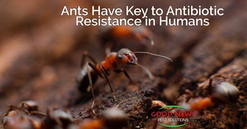 Ants: The Key to Antibiotic Resistance in Humans?