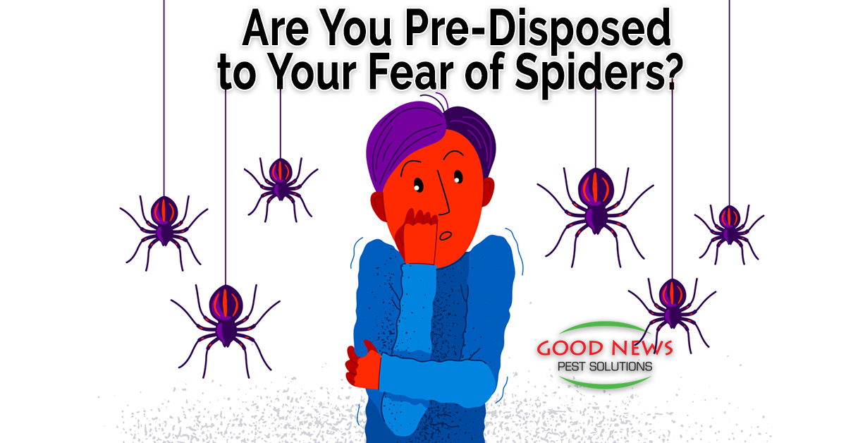 Are You Pre-Disposed to Your Fear of Spiders?