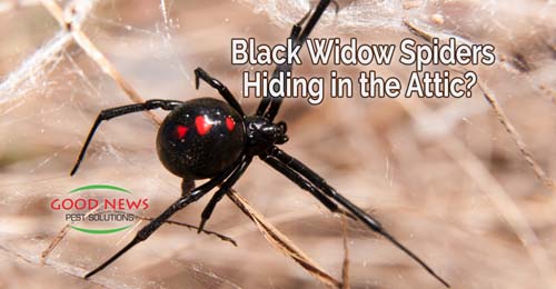 Black Widow Spiders - Hiding in the Attic?