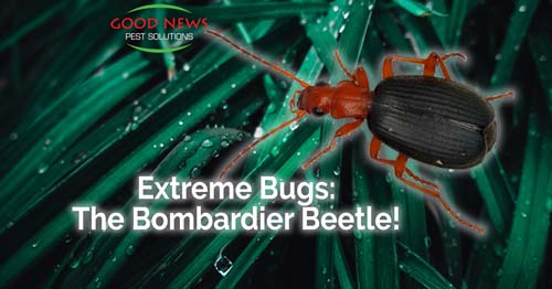 Extreme Bugs: The Bombardier Beetle!