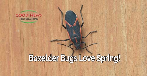 Boxelder Bugs Love Spring!