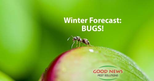 Pest Pressure Increased This Fall and Winter