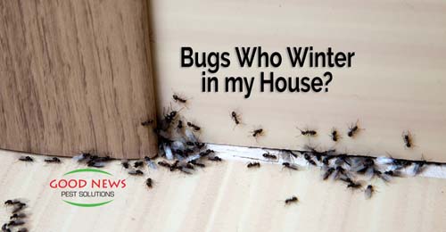 Bugs Who Winter in my House?