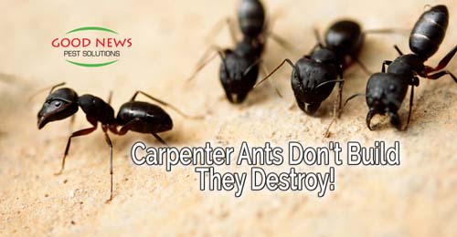 Carpenter Ants Don't Build - They Destroy!