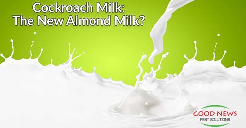 Cockroach Milk: The New Almond Milk?