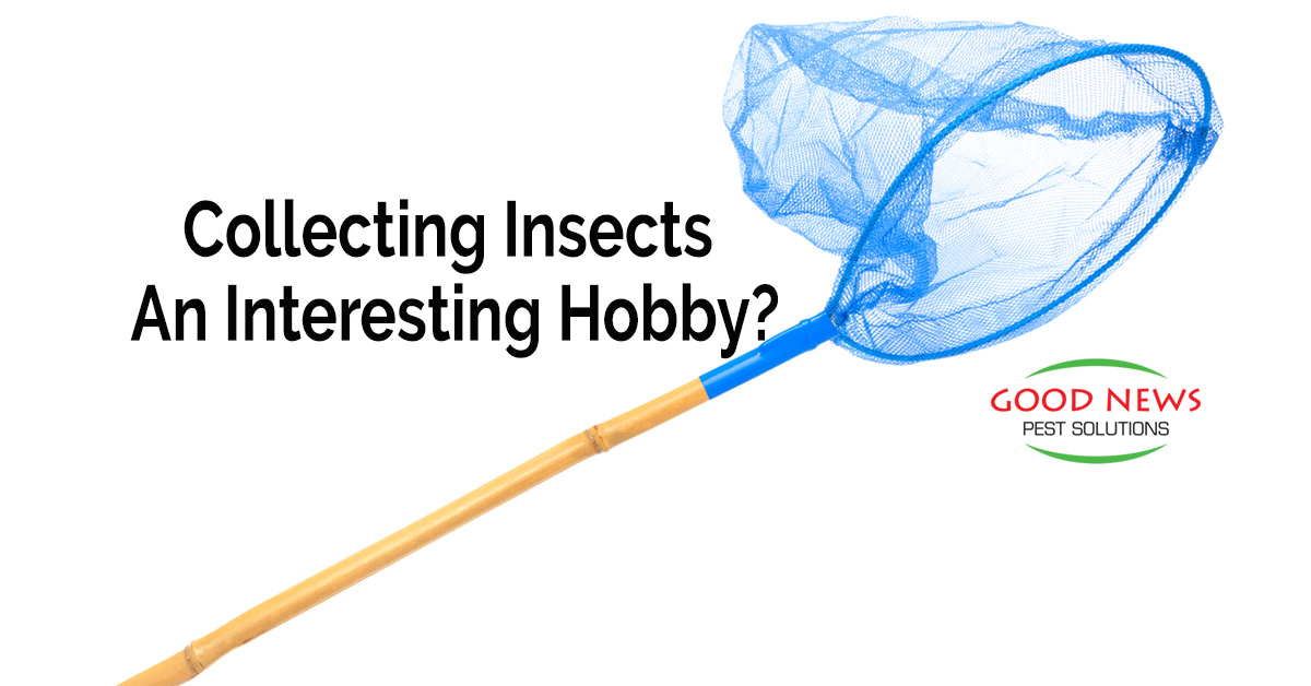 Collecting Insects – An Interesting Hobby?
