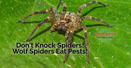 Don't Knock Spiders! Wolf Spiders Eat Pests!