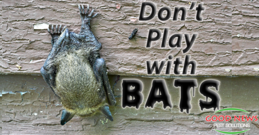 Don't Play With the Bats!
