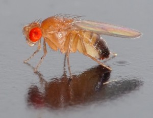 Fruit Flies: Cleaning the Areas that Attract Them