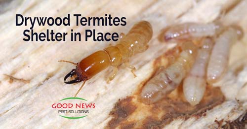 Drywood Termites Shelter in Place