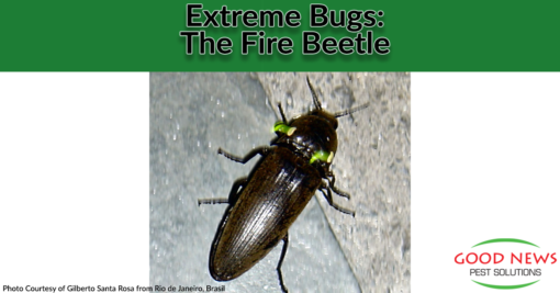Extreme Bugs: The Brightest – Fire Beetle!