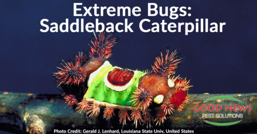 Extreme Bugs: The Saddleback Caterpillar