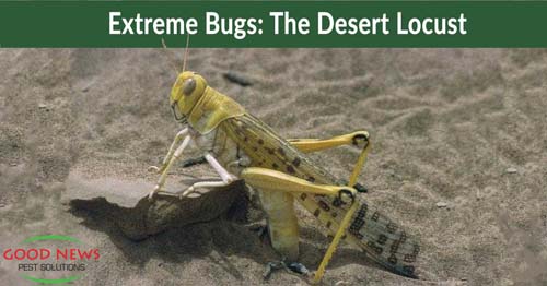 Extreme Bugs: The Fastest-The Desert Locust
