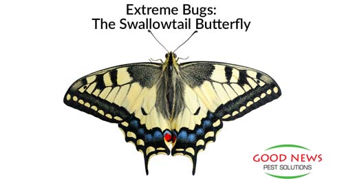 Extreme Bugs: Mimicry at its Best...Swallowtail Butterflies!