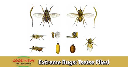 Extreme Bugs: Most Like Dracula...Tsetse Flies!